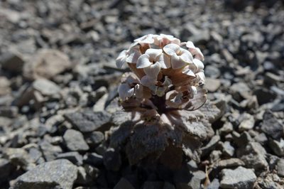 Notothlaspi rosulatum, photographed by John Barkla