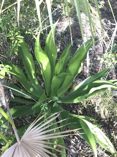 Agave caymanensis, photographed by Jared Shorma