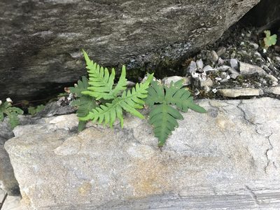 Aleuritopteris argentea, photographed by Pieter Pelser