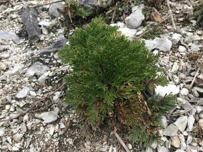 Selaginella tamariscina, photographed by Pieter Pelser