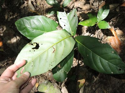 Cryptocarya hypospodia, photographed by coenobita