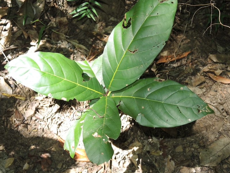 Cryptocarya hypospodia, photographed by coenobita