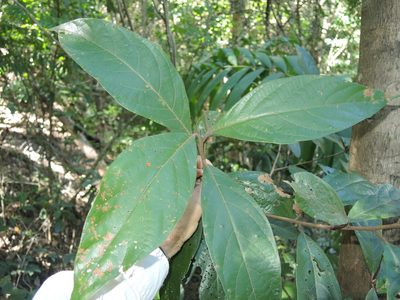 Litsea leefeana, photographed by coenobita