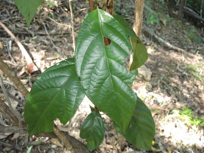 Litsea leefeana, photographed by coenobita
