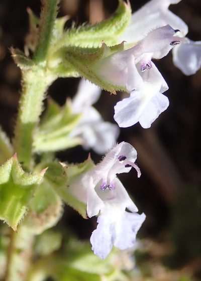 Salvia runcinata, photographed by Nicola van Berkel