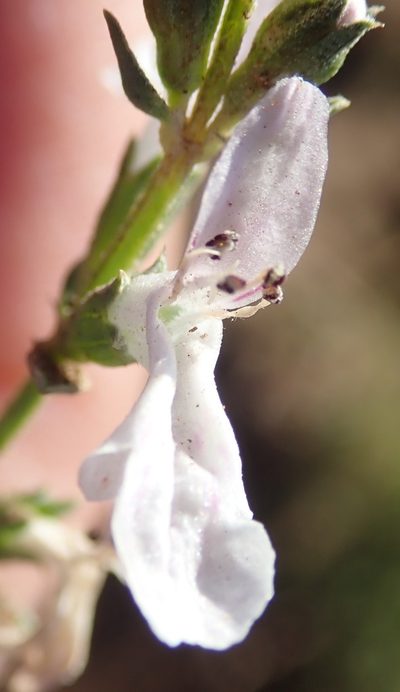 Stachys hyssopoides, photographed by Nicola van Berkel