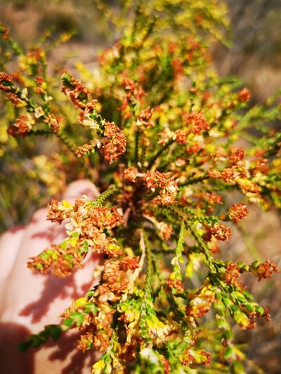Passerina truncata, photographed by leandra-k_89