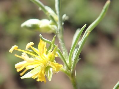 Vahlia capensis, photographed by Nicola van Berkel