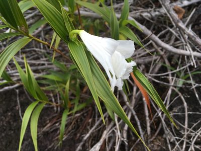 Sobralia granitica, photographed by Andrew J. Crawford