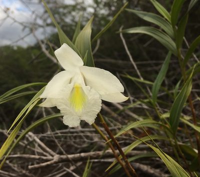 Sobralia granitica, photographed by Andrew J. Crawford