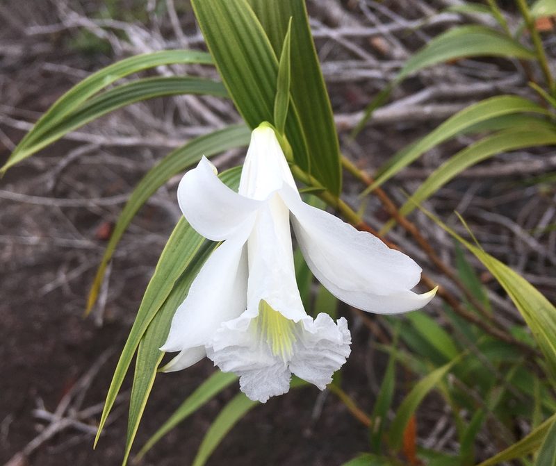 Sobralia granitica, photographed by Andrew J. Crawford