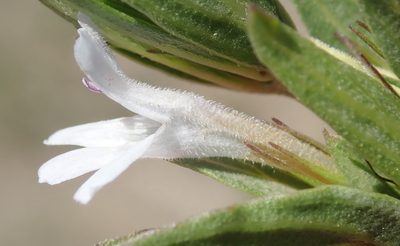 Dyschoriste costata, photographed by Nicola van Berkel