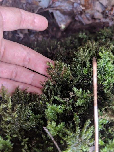 Thamnobryum subserratum, photographed by John Abrams