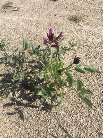 Astragalus crotalariae, photographed by Kate Harper