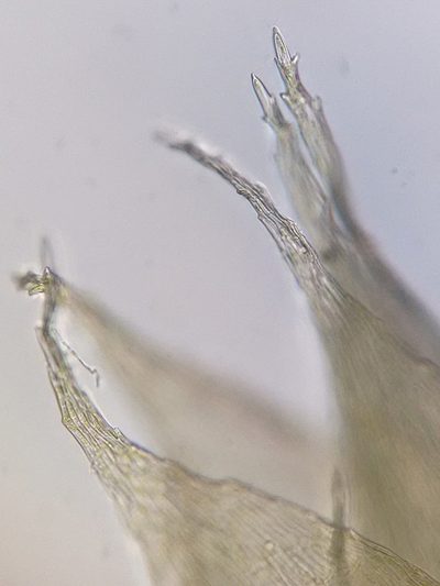 Brotherella recurvans, photographed by Rafael Medina