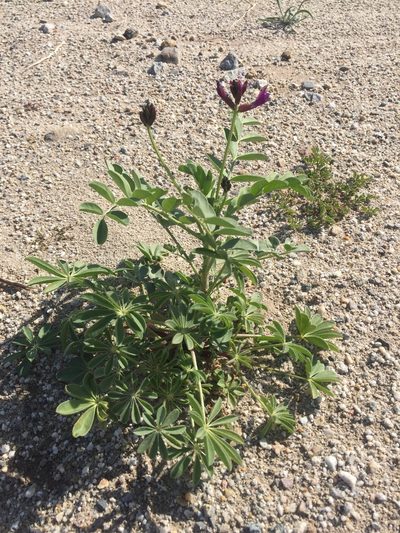 Astragalus crotalariae, photographed by Kate Harper
