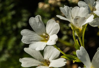 Ourisia macrocarpa, photographed by Cara-Lisa Schloots