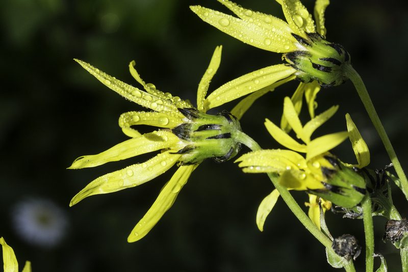 Senecio amplectens, photographed by Craig Martin