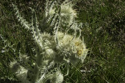 Cirsium funkiae, photographed by Craig Martin