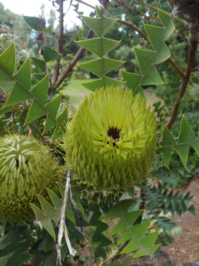 Banksia baxteri, photographed by Peter de Lange