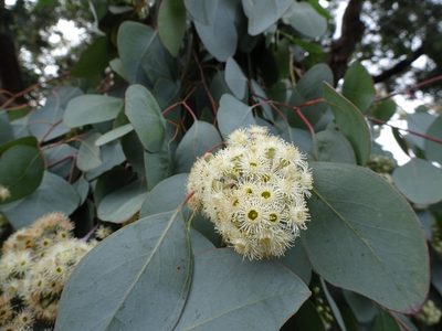 Eucalyptus polyanthemos, photographed by Thomas Koffel