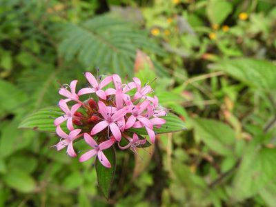 Crusea hispida, photographed by Leticia Jiménez Hernández