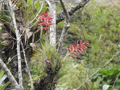 Tillandsia gymnobotrya, photographed by Adrianh M. Orozco