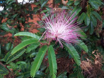 Calliandra selloi, photographed by Peter de Lange