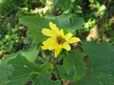 Smallanthus maculatus, photographed by Leticia Jiménez Hernández