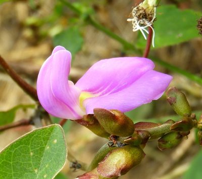 Canavalia brasiliensis, photographed by Francisco Farriols Sarabia