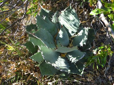 Agave potatorum, photographed by Leticia Jiménez Hernández