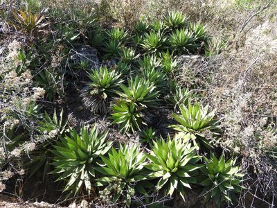 Agave kerchovei, photographed by Leticia Jiménez Hernández