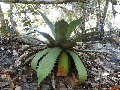 Agave potatorum, photographed by Leticia Jiménez Hernández