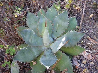 Agave potatorum, photographed by Leticia Jiménez Hernández