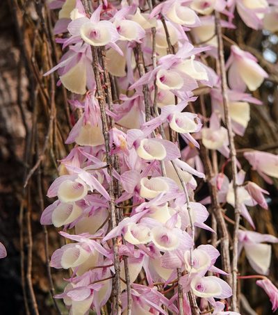 Dendrobium aphyllum, photographed by Rejoice Gassah