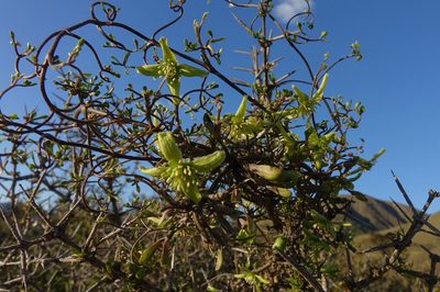 Clematis marata, photographed by John Barkla