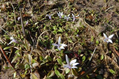 Isotoma rivalis, photographed by John Barkla
