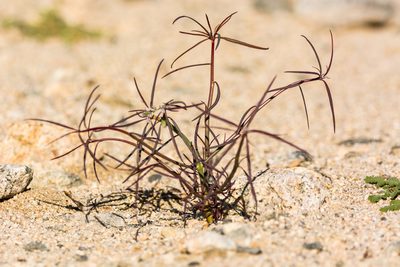 Euphorbia eriantha, photographed by Jeremiah Degenhardt