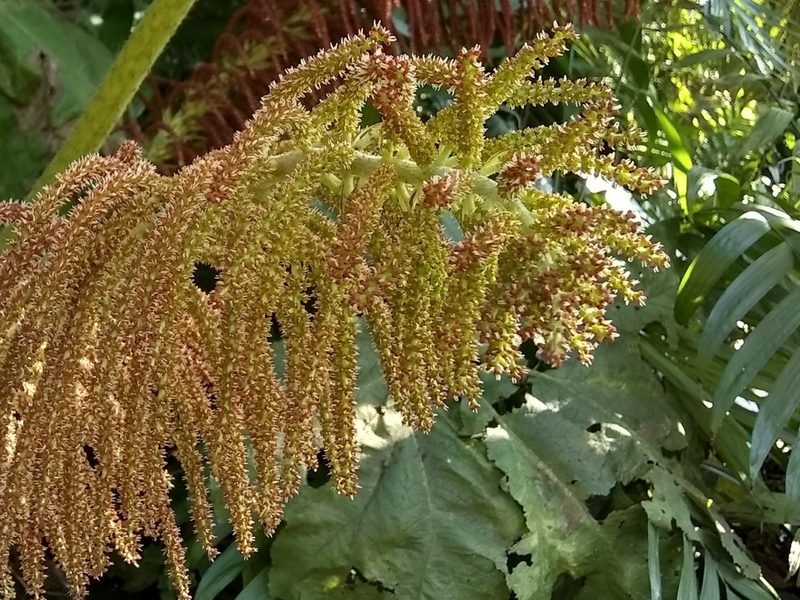 Gunnera mexicana, photographed by Oscar Marín