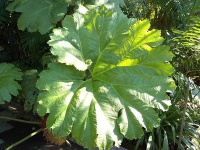 Gunnera mexicana, photographed by Oscar Marín
