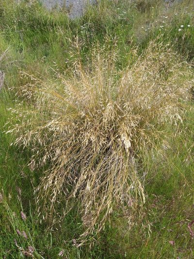 Chionochloa macra, photographed by georgiasteel