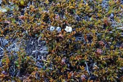 Gaultheria parvula, photographed by John Barkla