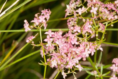 Galium rubrum, photographed by Drepanostoma