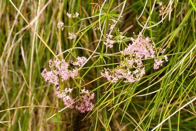 Galium rubrum, photographed by Drepanostoma