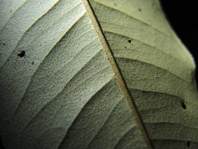 Heritiera peralata, photographed by coenobita