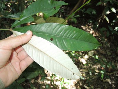 Heritiera peralata, photographed by coenobita
