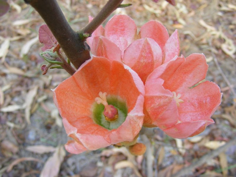 Brachychiton muellerianus, photographed by coenobita