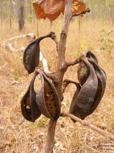 Brachychiton muellerianus, photographed by coenobita