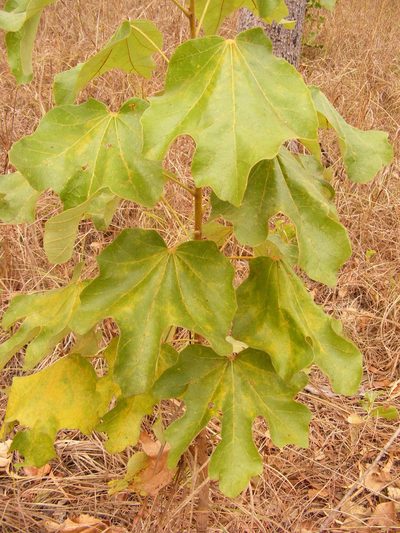 Brachychiton muellerianus, photographed by coenobita