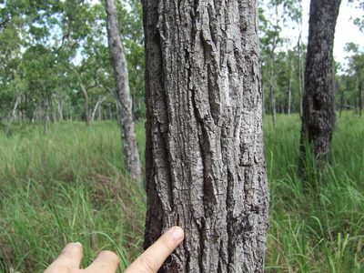 Brachychiton muellerianus, photographed by coenobita